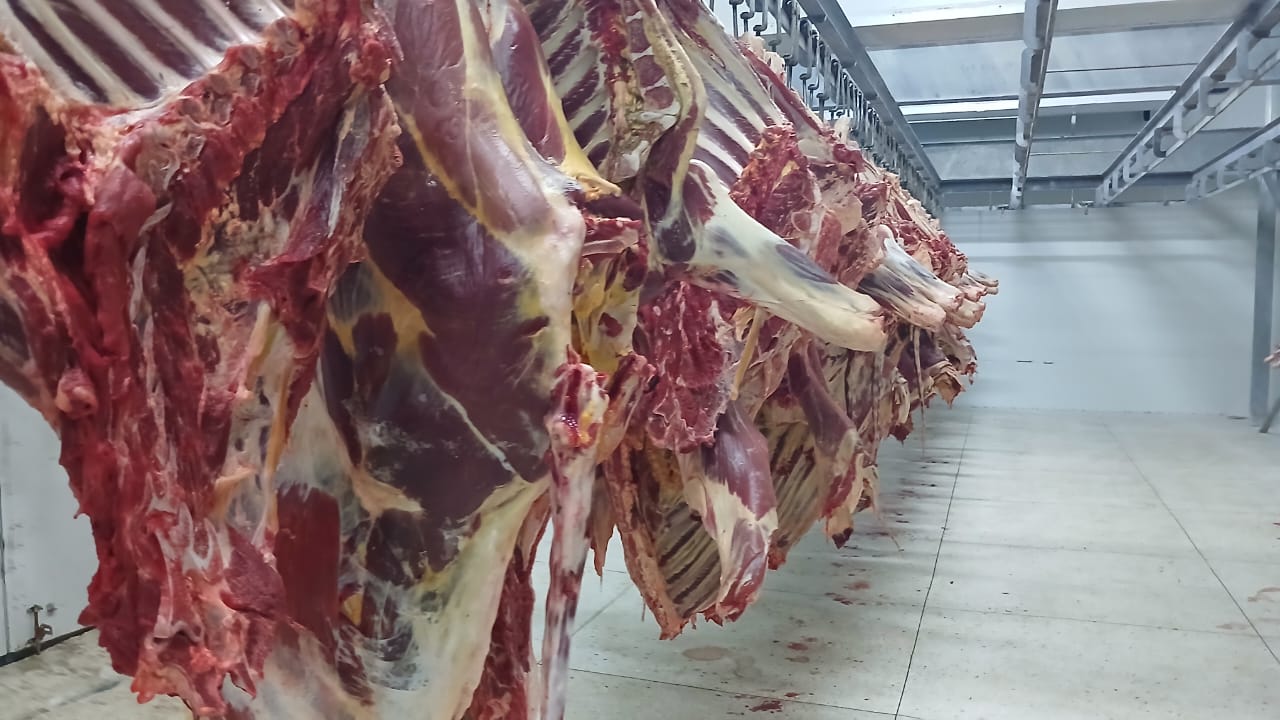 Chilled and frozen beef cuts